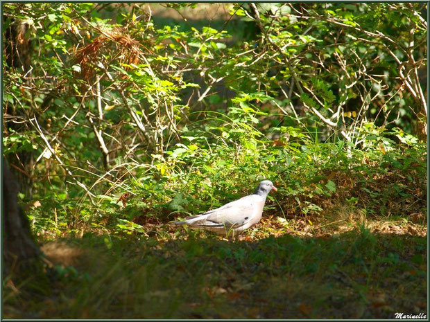 Palombe en promenade au Parc de la Chêneraie à Gujan-Mestras (Bassin d'Arcachon)