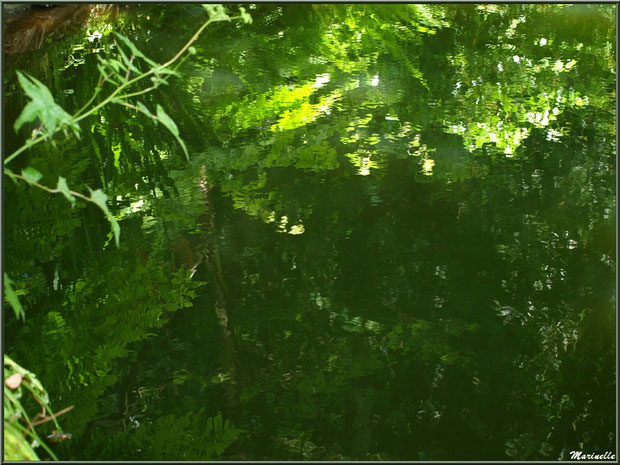 Reflets de la végétation sur le Petit Etang au bas de la Cascade - Les Jardins du Kerdalo à Trédarzec, Côtes d'Armor (22)  