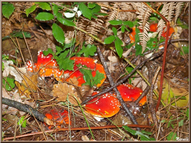 Amanites Tue-mouches, en famille, en forêt sur le Bassin d'Arcachon
