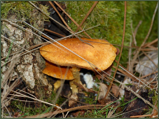 Gymnopiles Remarquables ou Pholiotes Remarquables épanouis en forêt sur le Bassin d'Arcachon