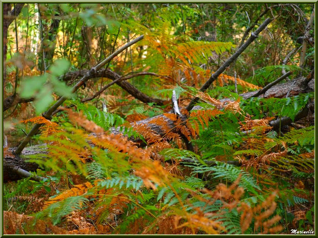 Fougères automnales en sous-bois, forêt sur le Bassin d'Arcachon (33) 