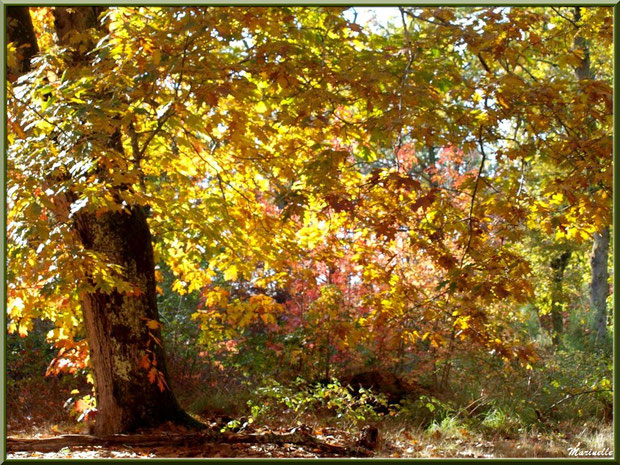 Chênes et sous-bois en période automnale, forêt sur le Bassin d'Arcachon (33) 