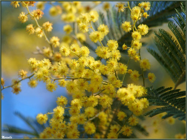 Mimosa en fleurs au Parc de la Chêneraie à Gujan-Mestras (Bassin d'Arcachon)