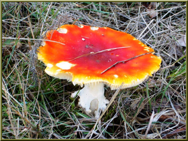 Amanite des Césars ou oronge épanouie en forêt sur le Bassin d'Arcachon