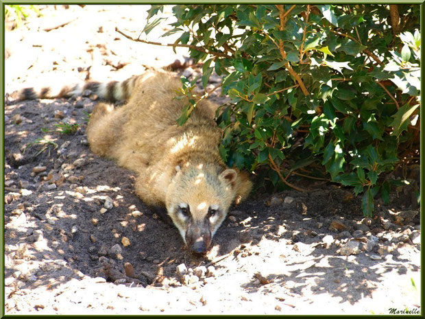 Chien Viverrin, Zoo du Bassin d'Arcachon, La Teste de Buch (33)