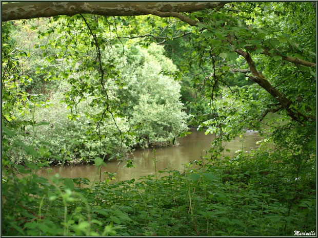 Et derrière la verdure coule La Leyre, Sentier du Littotal au lieu-dit Lamothe, Le Teich, Bassin d'Arcachon (33)