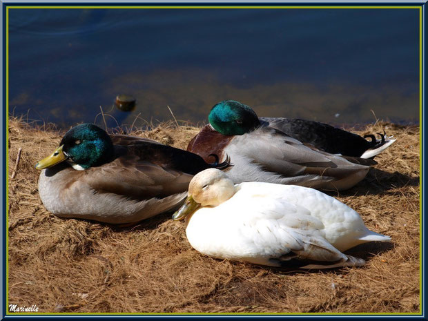 Canards au repos au bord du bassin au Parc de la Chêneraie à Gujan-Mestras (Bassin d'Arcachon)