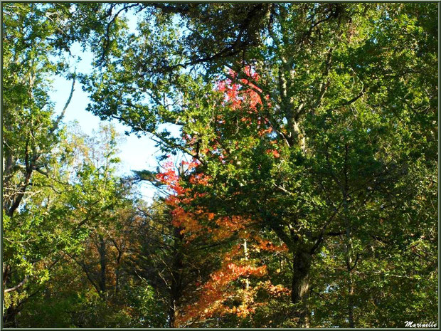 Chênes et Liquidambars (ou Copalmes d'Amérique) en période automnale, forêt sur le Bassin d'Arcachon (33) 