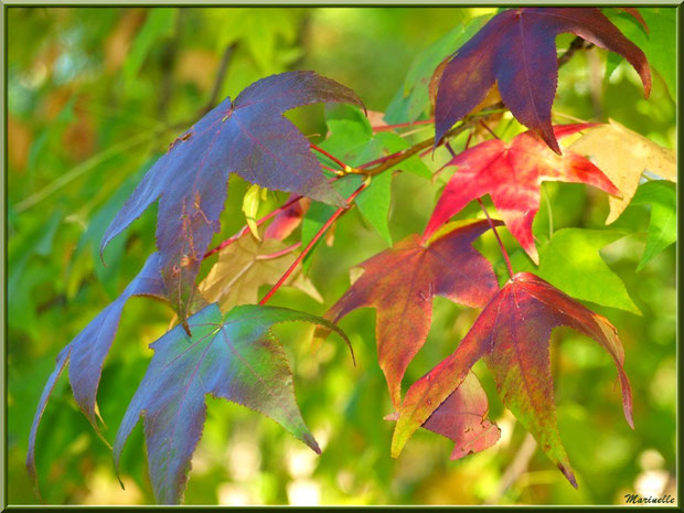 Feuilles de Liquidambar (ou Copalme d'Amérique) aux couleurs automnales, forêt sur le Bassin d'Arcachon (33)