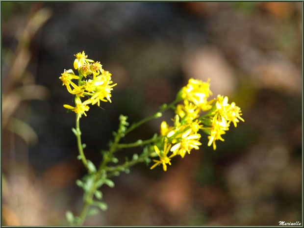 Solidage ou Verge d'or ou Gerbe d'or, flore sur le Bassin d'Arcachon (33)