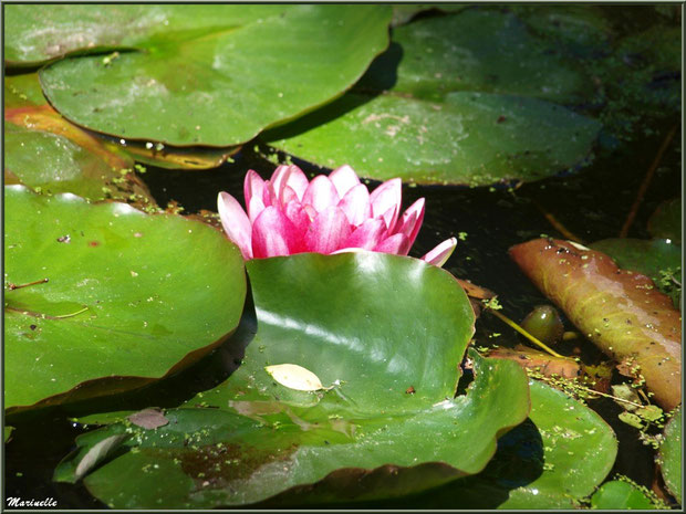 Le Canal : nénuphars du bassin - Les Jardins du Kerdalo à Trédarzec, Côtes d'Armor (22)  