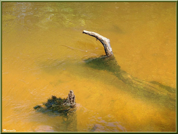 Bois et reflets sur La Leyre, Sentier du Littotal au lieu-dit Lamothe, Le Teich, Bassin d'Arcachon (33)