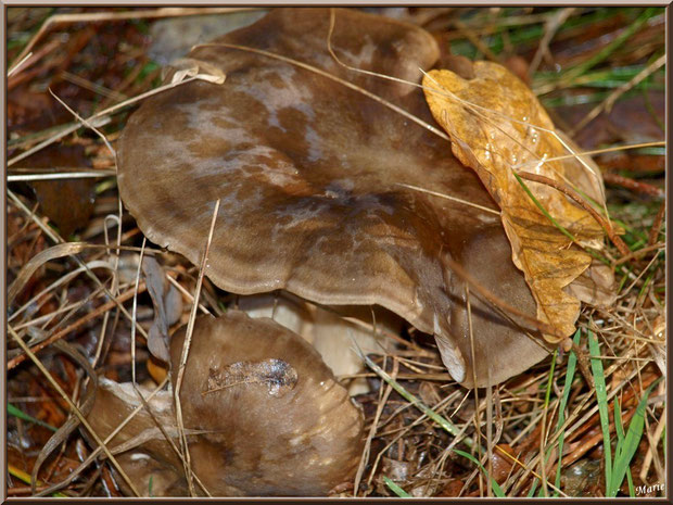 Tricholome Pessundatum en forêt du Bassin d'Arcachon