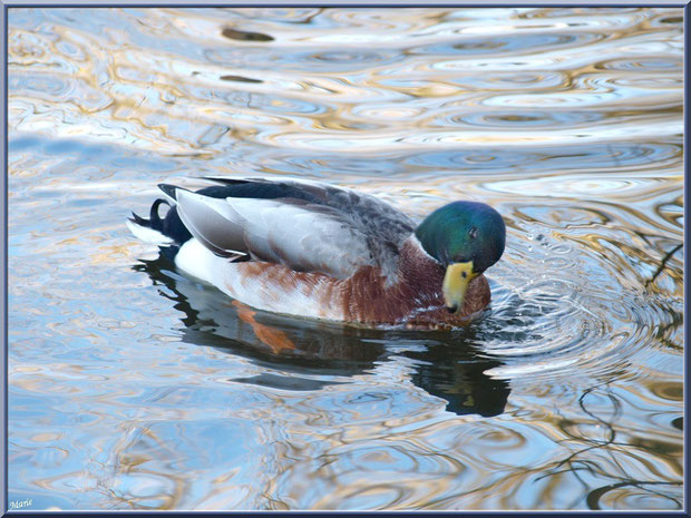 Canard Colvert dans le bassin à l'entrée du Parc de la Chêneraie à Gujan-Mestras (Bassin d'Arcachon)