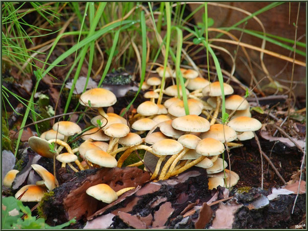 Hypholomes en Touffe en forêt sur le Bassin d'Arcachon