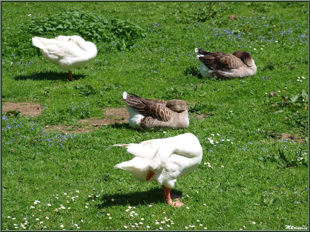 C'est l'heure de la sieste pour les canards et les oies à la Pisciculture des Sources à Laruns, Vallée d'Ossau (64)