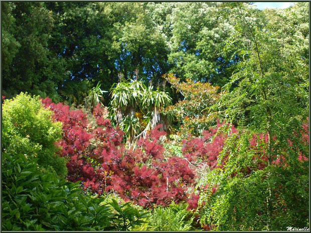 Entrée du sentier de la Vallée du Bas avec en touffe rouge un Cotinus coggygria ou Arbre à Perruques ou Fustet ou Barbe de Jupiter  - Les Jardins du Kerdalo à Trédarzec, Côtes d'Armor (22) 