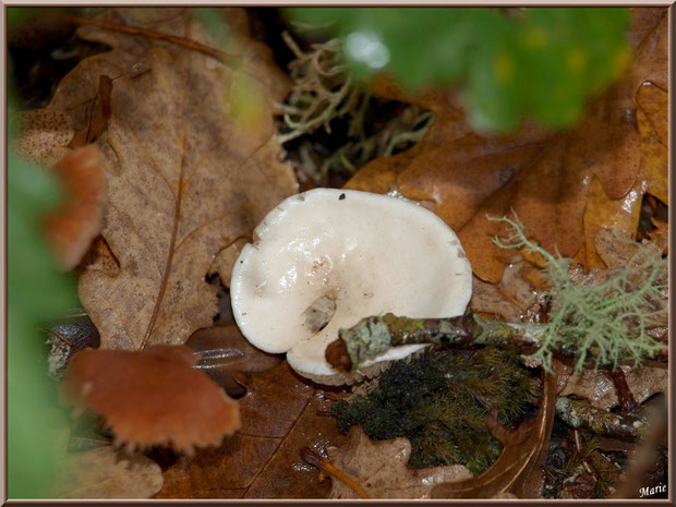 Clitocybe Blanc ou des Résineux en forêt sur le Bassin d'Arcachon