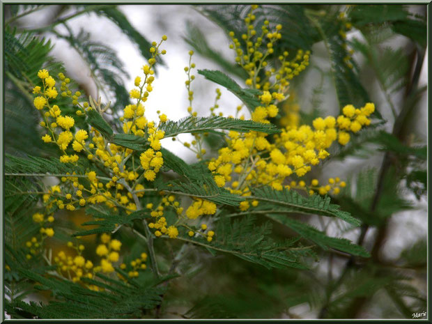 Mimosa en fleurs au Parc de la Chêneraie à Gujan-Mestras (Bassin d'Arcachon)