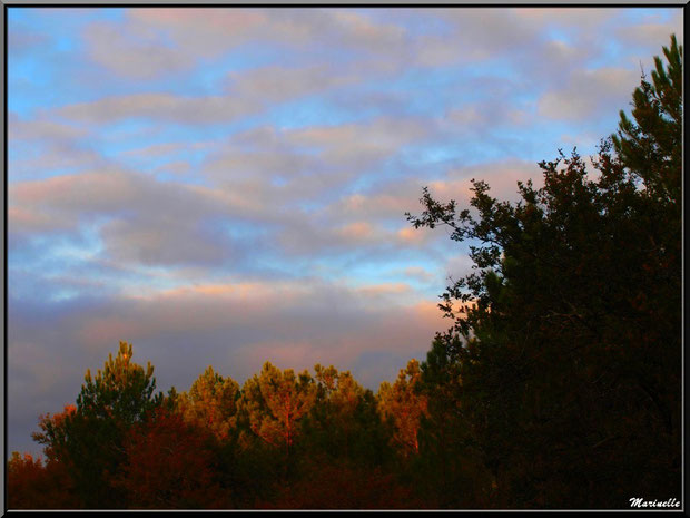 Soleil couchant en forêt automnale sur le Bassin d'Arcachon (33) 