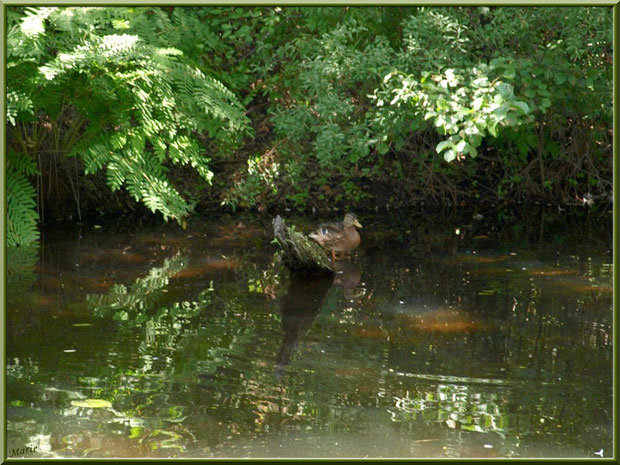 Canard et reflets sur le Canal des Landes au Parc de la Chêneraie à Gujan-Mestras (Bassin d'Arcachon)