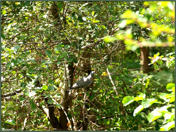 Palombe dans un arbre au Parc de la Chêneraie à Gujan-Mestras (Bassin d'Arcachon)