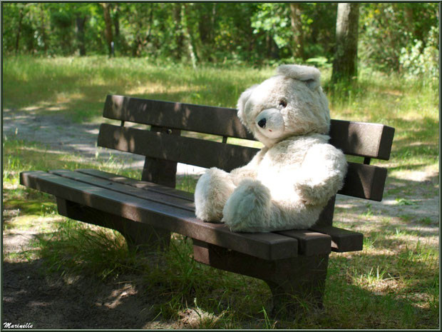 Nounours sur un banc à la Fête de la Nature 2013 au Parc de la Chêneraie à Gujan-Mestras (Bassin d'Arcachon) 