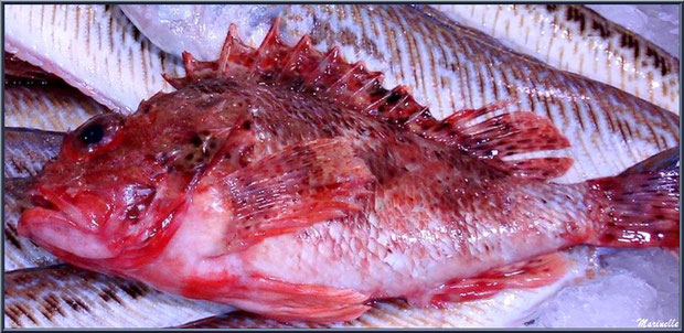 Marché de Provence, jeudi matin à Maussane-Les-Alpilles (13), rascasse sur étal de poissons de Méditerranée