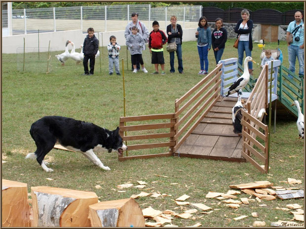 Démonstration de travail d'un chien de berger à la Fête au Fromage, Hera deu Hromatge, à Laruns en Vallée d'Ossau (64)