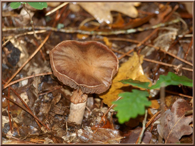Champignon en fin de vie en forêt sur le Bassin d'Arcachon