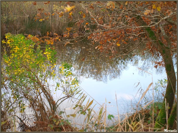 Végétation en décembre en bordure d'un réservoir, Sentier du Littoral, secteur Moulin de Cantarrane, Bassin d'Arcachon