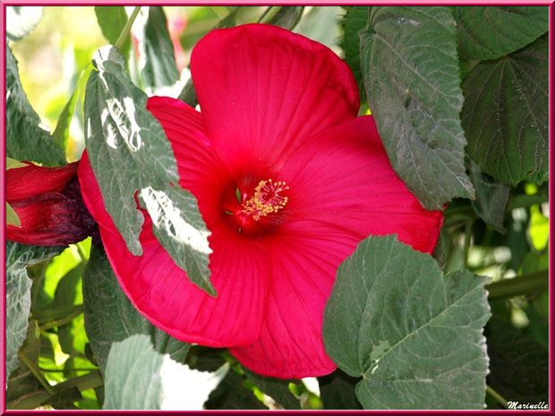 Hibiscus moscheutos rouge (hibiscus géant)
