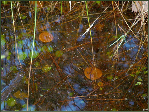 Lactaires "sous-marins" dans un fossé en forêt sur le Bassin d'Arcachon