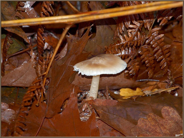 Collybie sur son lit automnal en forêt sur le Bassin d'Arcachon