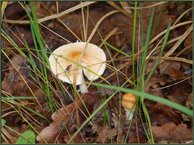 Amanite Fauve et son bébé en forêt sur le Bassin d'Arcachon