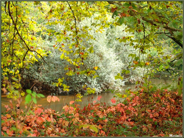 Végétation automnale en bordure de La Leyre, Sentier du Littoral au lieu-dit Lamothe, Le Teich, Bassin d'Arcachon (33)