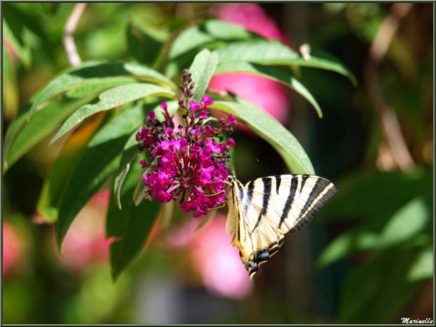 Papillon Machaon ou Grand porte-queue butinant sur fleur d'Arbre à Papillons 