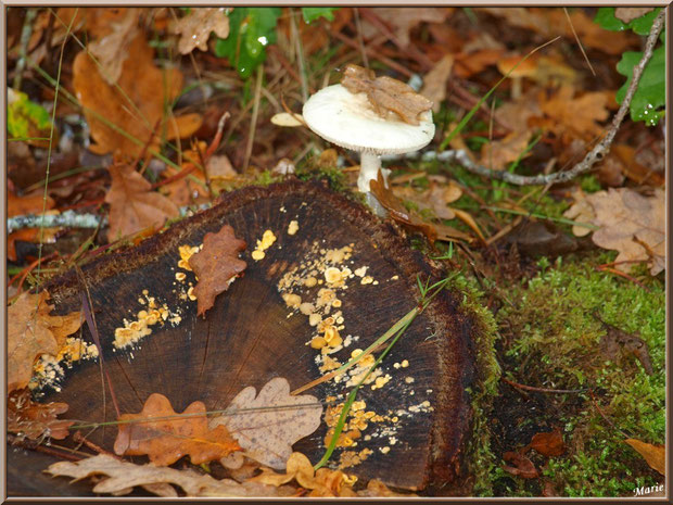 Amanite Citrine et Stérée sur un tronc en forêt sur le Bassin d'Arcachon