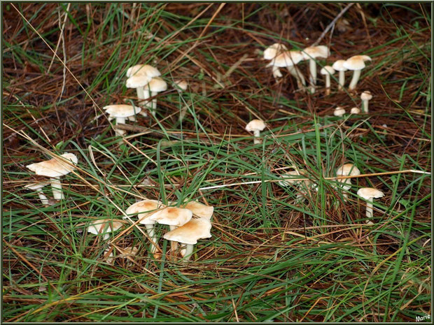 Champignons en famille en forêt sur le Bassin d'Arcachon