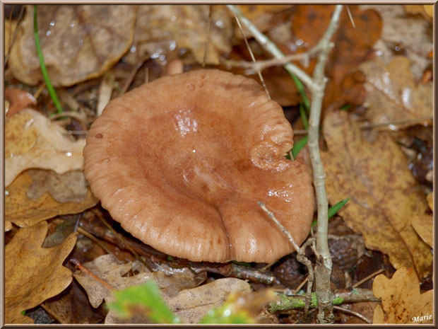 Lactaire à Lait Abondant en forêt sur le Bassin d'Arcachon
