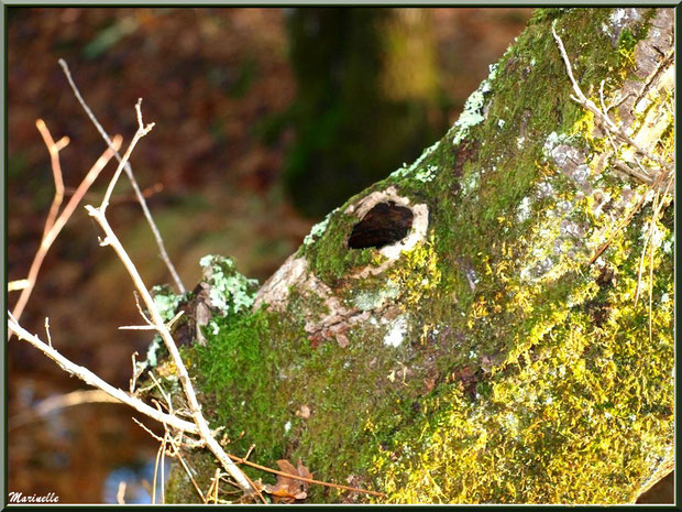 Tronc d'arbre moussu et troué, forêt sur le Bassin d'Arcachon (33)