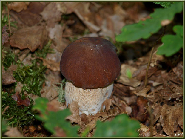Jeune Cèpe de Bordeaux ou Bolet en forêt sur le Bassin d'Arcachon