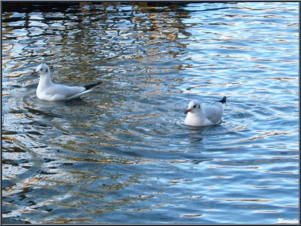 Mouettes dans le bassin à l'entrée du Parc de la Chêneraie à Gujan-Mestras (Bassin d'Arcachon)