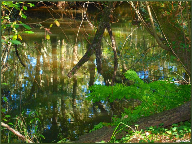 Végétation, bois et reflets, en début d'automne, en bordure de La Leyre, Sentier du Littoral au lieu-dit Lamothe, Le Teich, Bassin d'Arcachon (33)