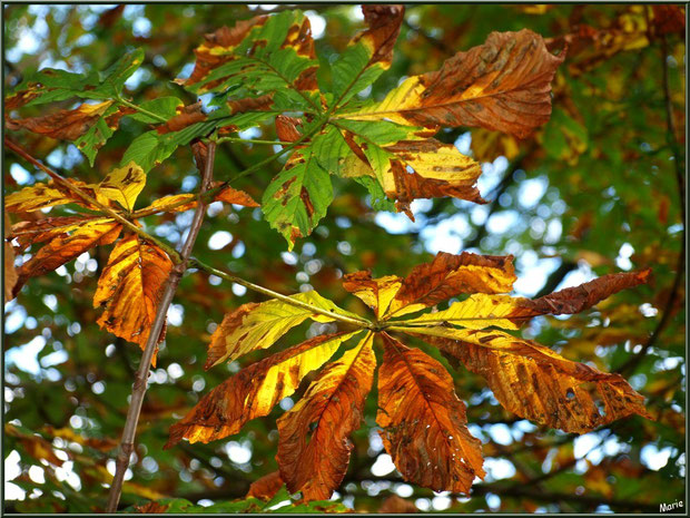 Feuilles de marronnier en tenue automnale, Sentier du Littoral en bordure de La Leyre, Bassin d'Arcachon