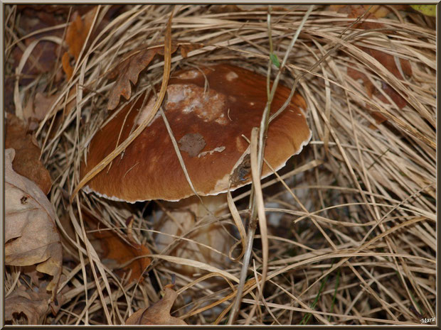 Cèpe de Bordeaux ou Bolet, bien caché, en forêt sur le Bassin d'Arcachon