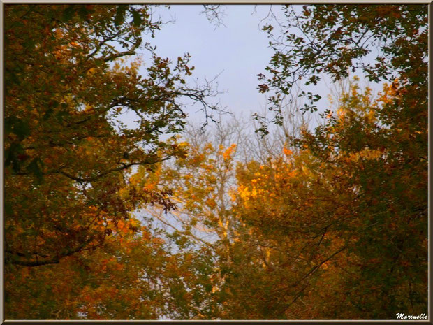 Symphonie automnale de chênes, forêt sur le Bassin d'Arcachon (33) 