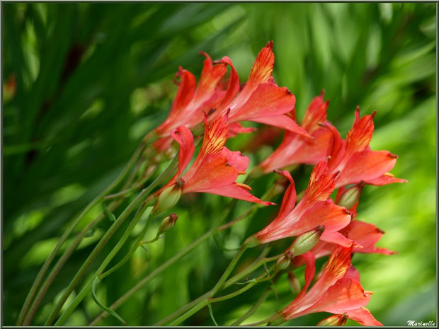 Les Terrasses : Alstroemeria et ses fleurs- Les Jardins du Kerdalo à Trédarzec, Côtes d'Armor (22) 