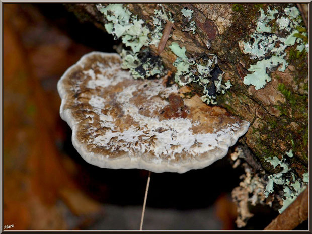 Polypore Versicolore ou Polypore à couleur variable en forêt sur le Bassin d'Arcachon