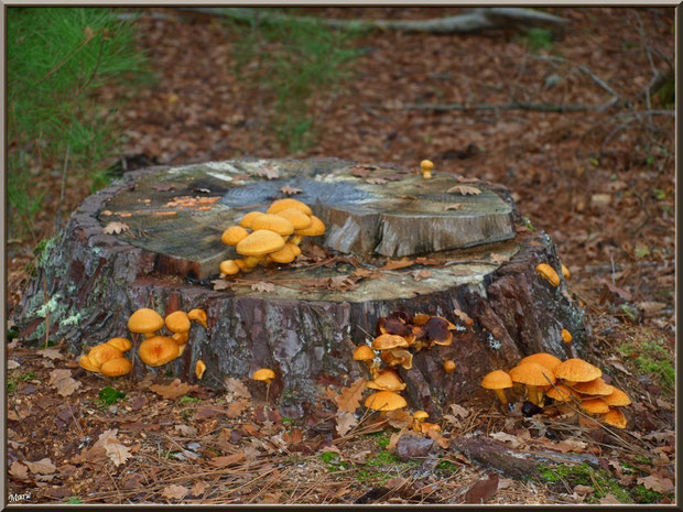 Gymnopiles Remarquables ou Pholiotes Remarquables en forêt sur le Bassin d'Arcachon